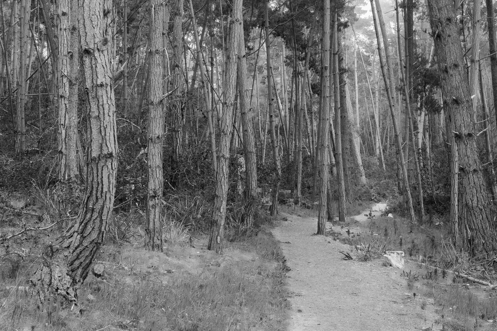 A Path through the Pines, fine art photography print by S. J. Daniel