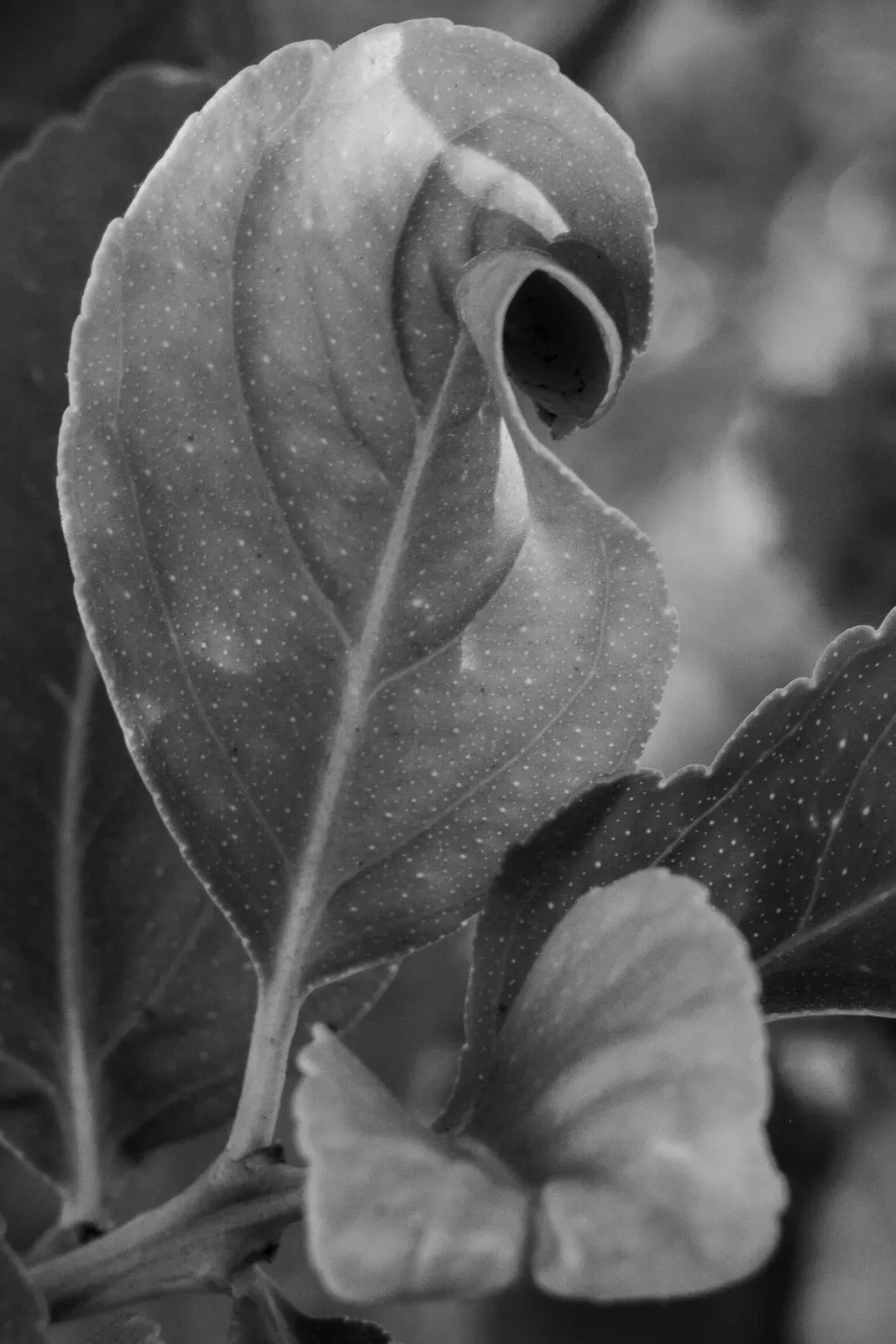 Citrus Leaves, fine art photography print by S. J. Daniel