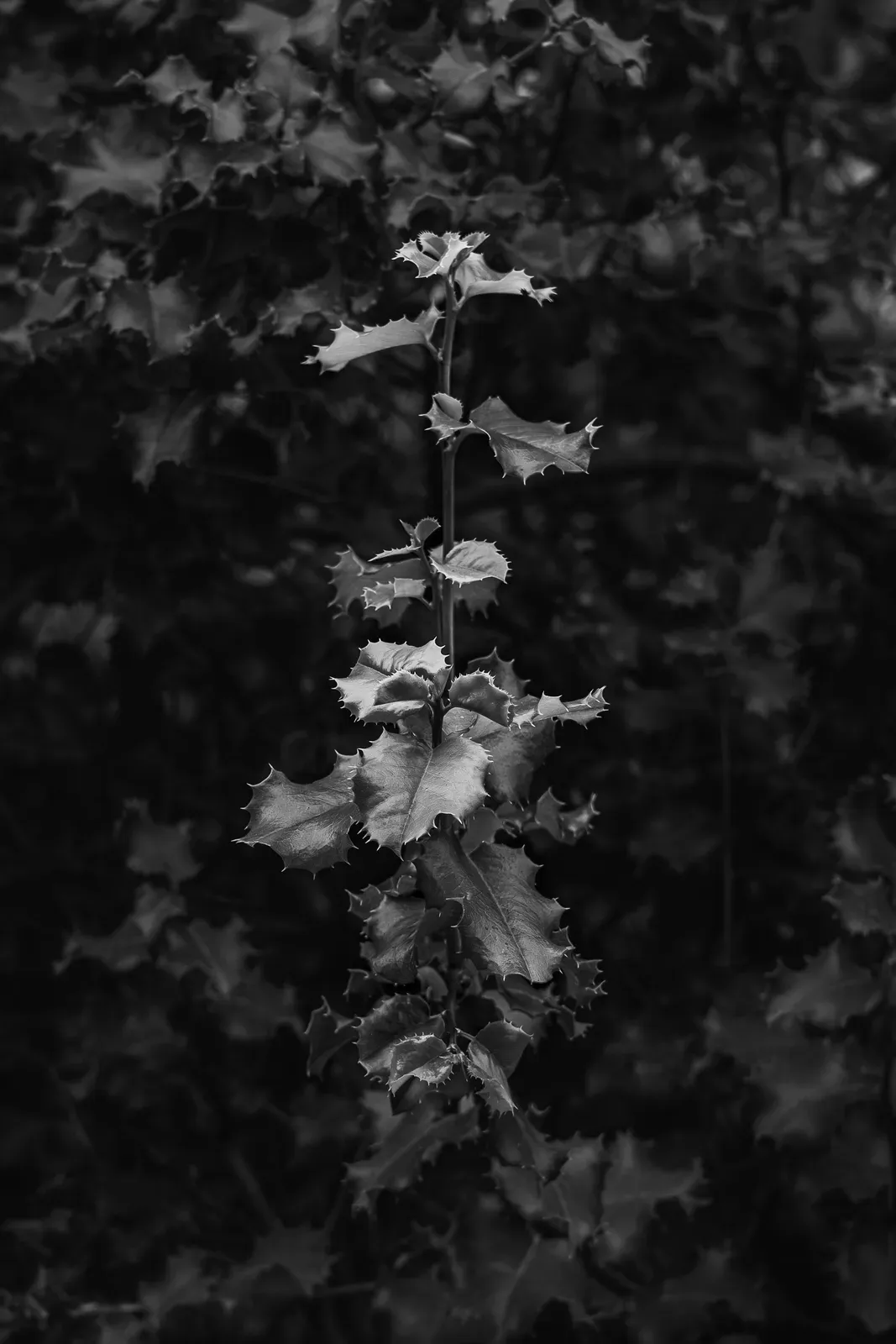 Oak in Light, fine art photography print by S. J. Daniel