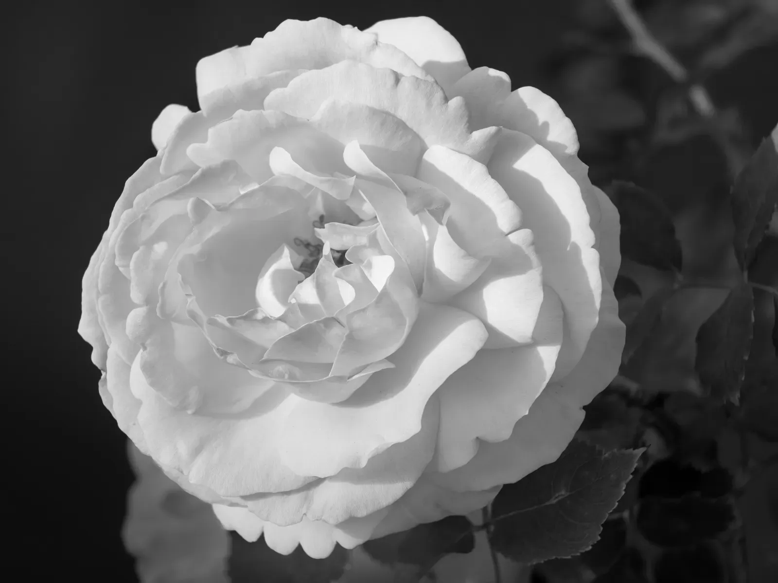 Rose, fine art photography print by S. J. Daniel