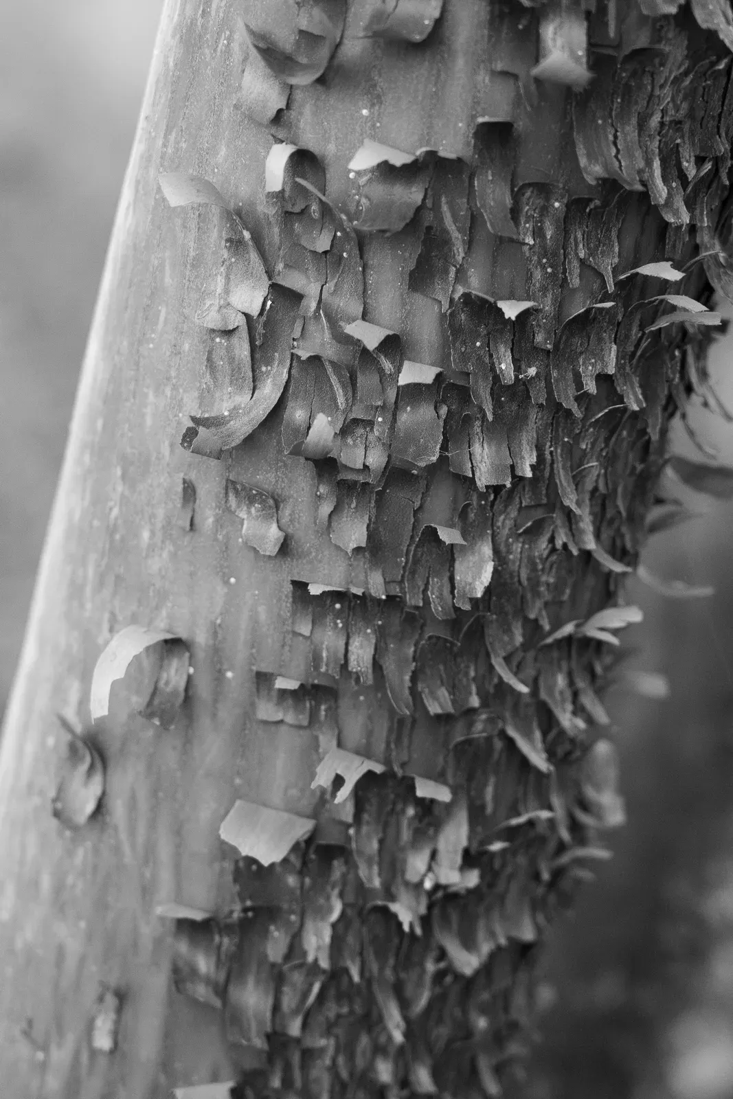 Strawberry Tree, fine art photography print by S. J. Daniel
