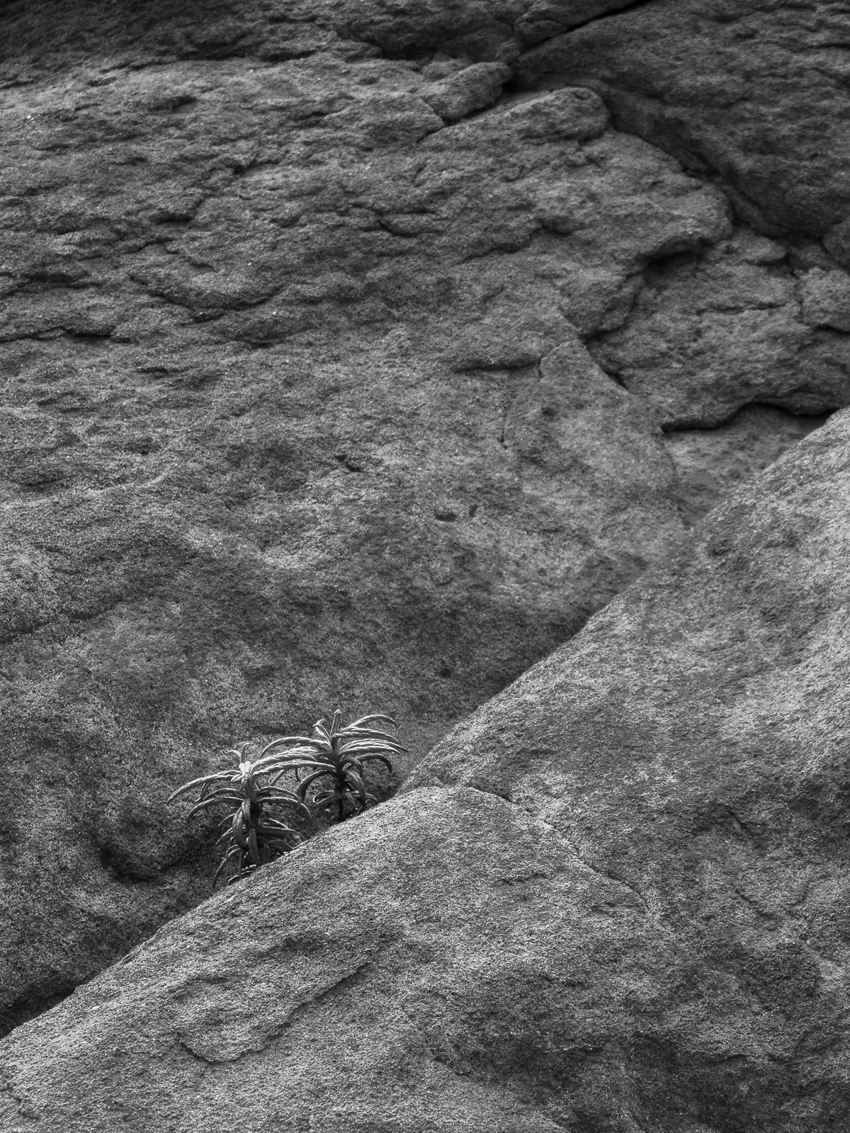 Two Sticky Monkeys, fine art photography print by S. J. Daniel